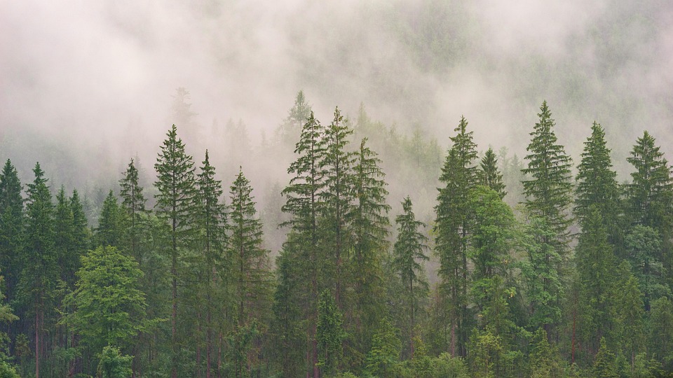 Foggy forest with tall trees